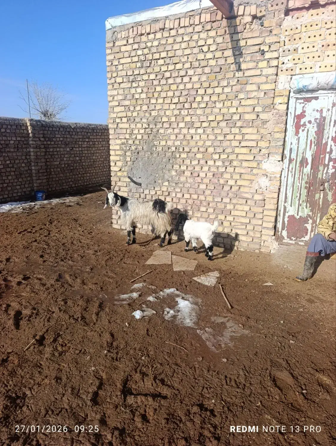 بزدرجه یک|حیوانات مزرعه|طاغنکوه, |دیوار
