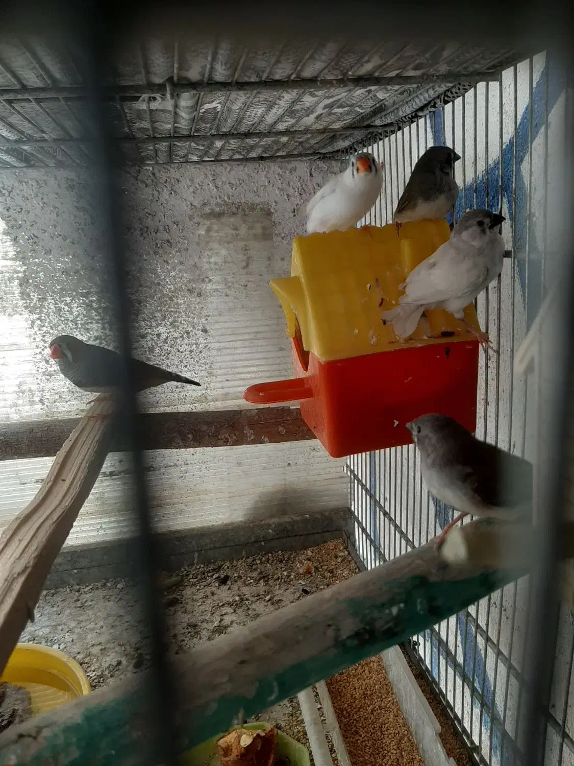 فنچ و طوطی|پرنده|رباط‌کریم, انجم آباد|دیوار