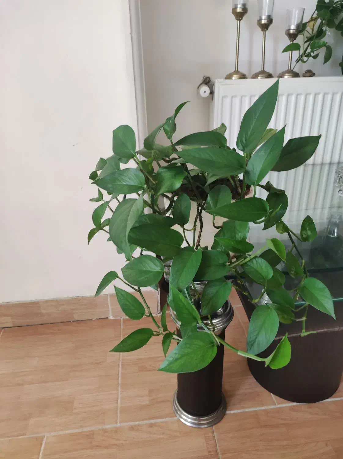 فروش گل|گل و گیاه طبیعی|بهشهر, |دیوار