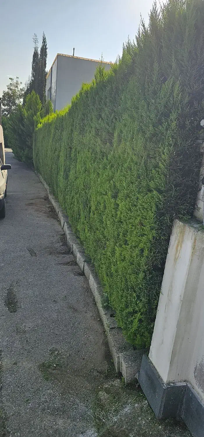 هرس کاج سمپاشی محوطه سازی طراحی|خدمات باغبانی و درختکاری|نوشهر, |دیوار