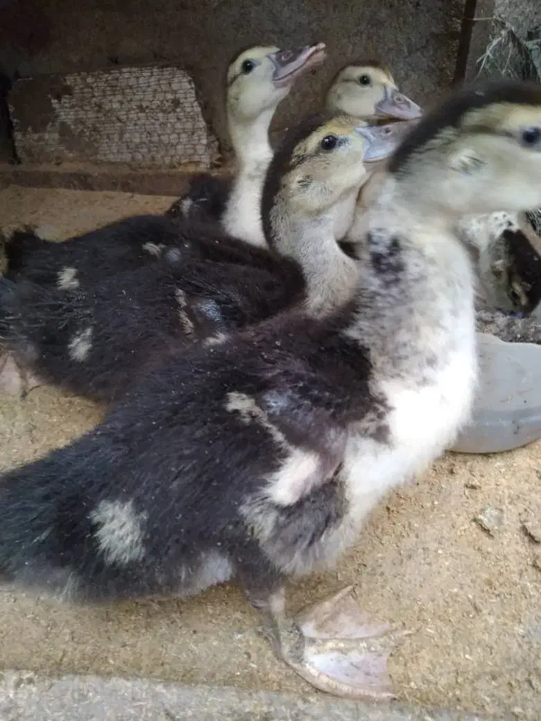 جوجه اردک روسی|حیوانات مزرعه|آمل, |دیوار