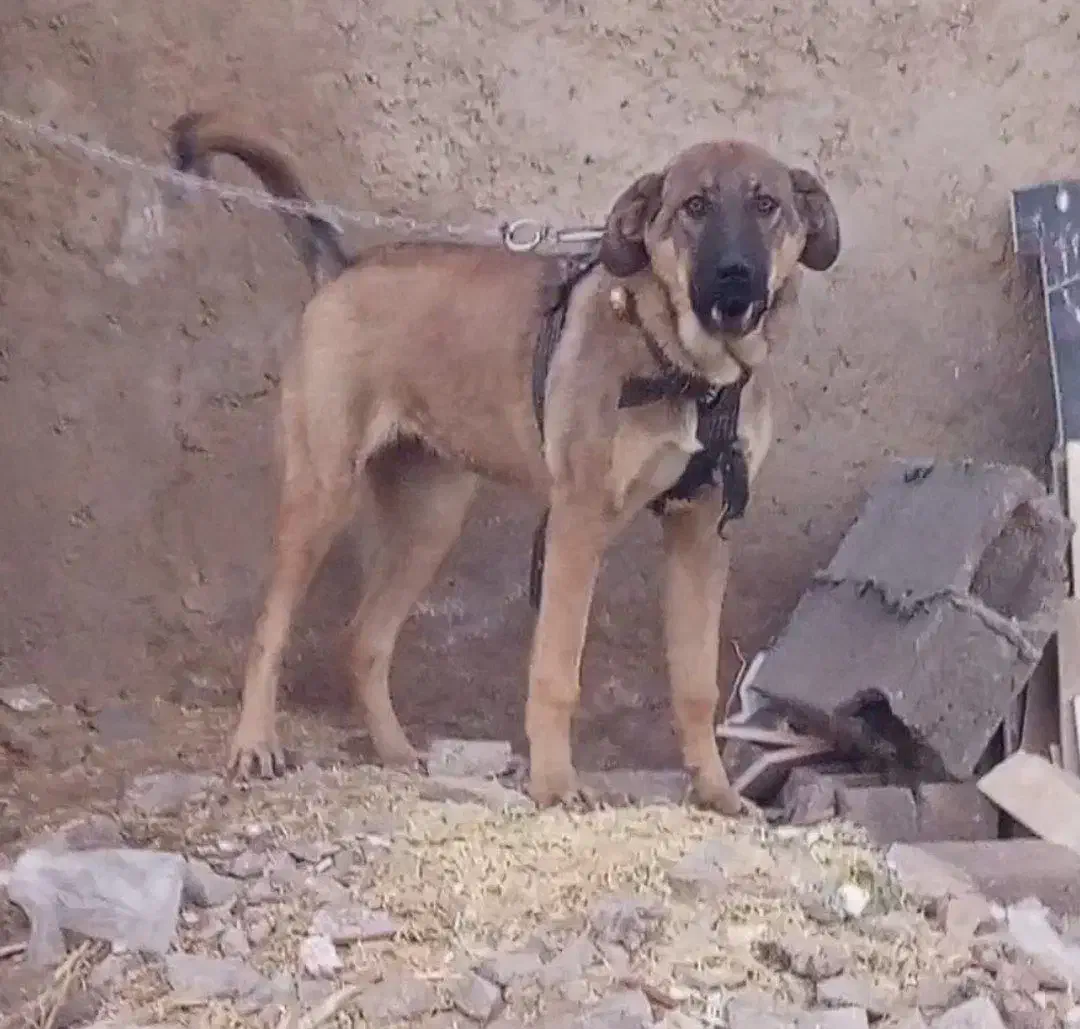 توله ماده|سگ|قروه, |دیوار