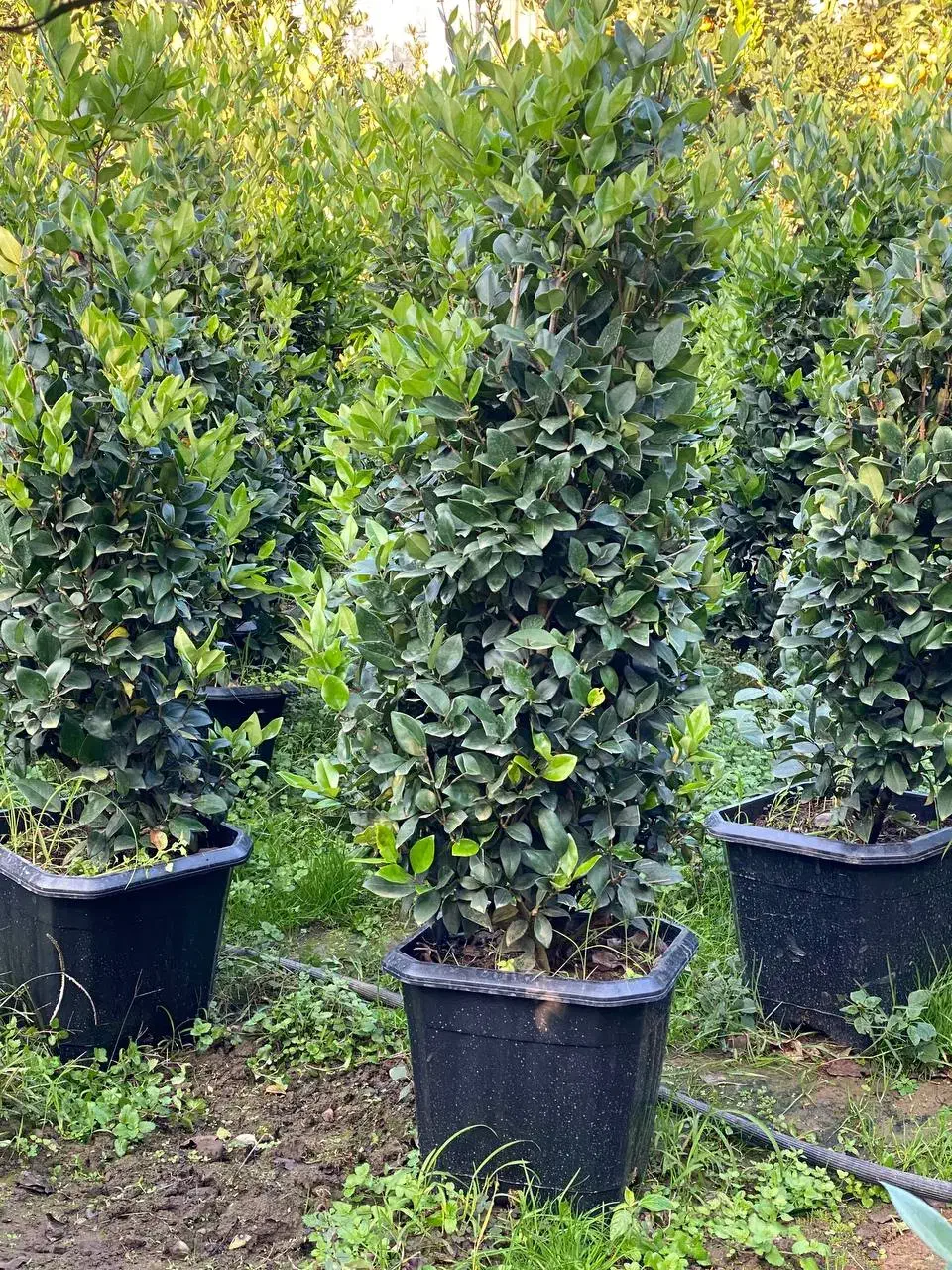 یاس هلندی جعبه۴۰|گل و گیاه طبیعی|کلاچای, |دیوار