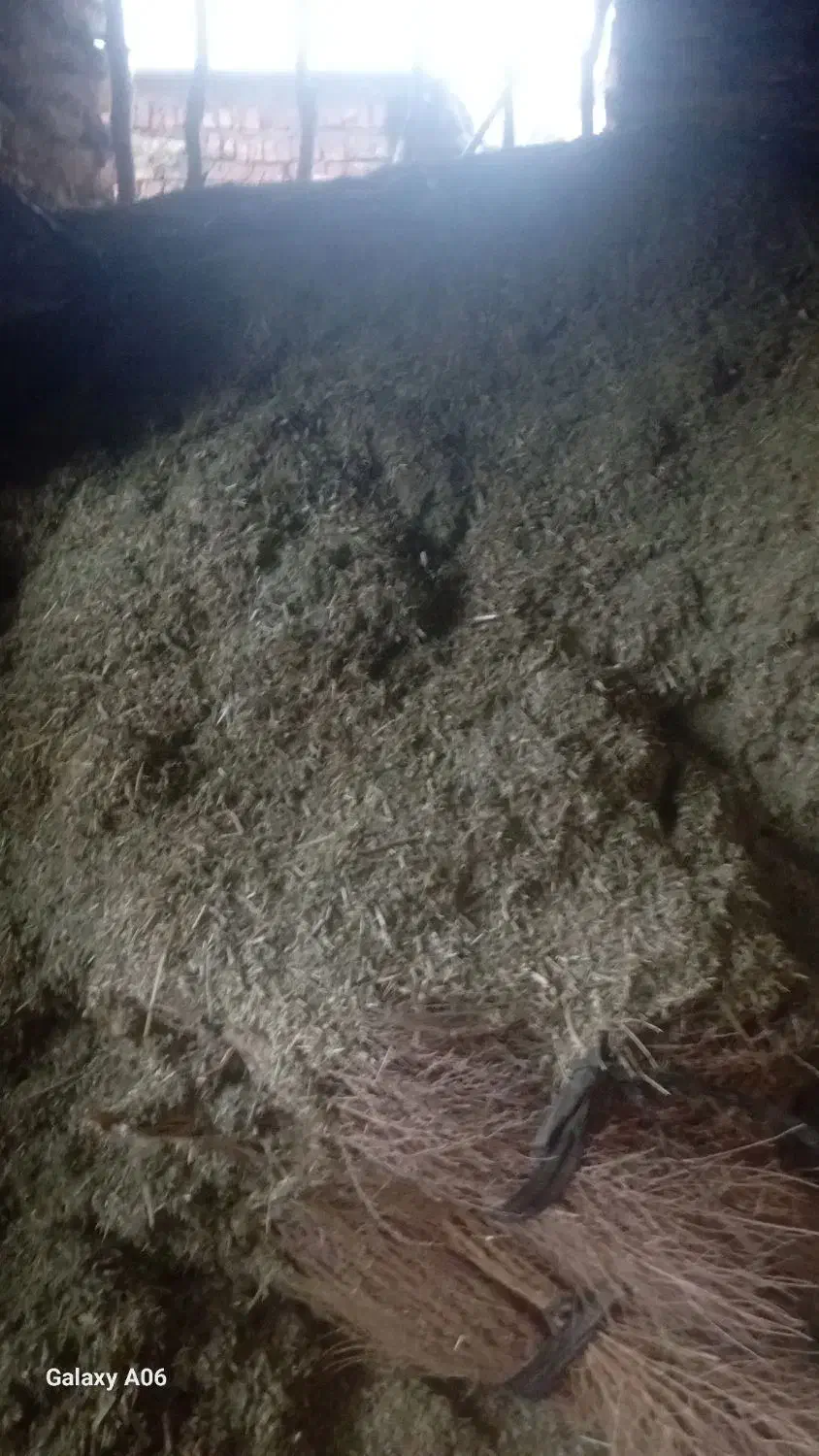 علف گیاه|لوازم جانبی حیوانات|خاو و میرآباد, |دیوار