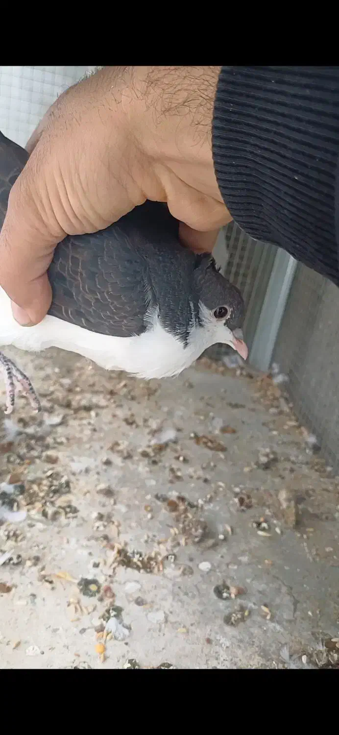 خوشرنگ کاکلی|پرنده|لنجان, |دیوار