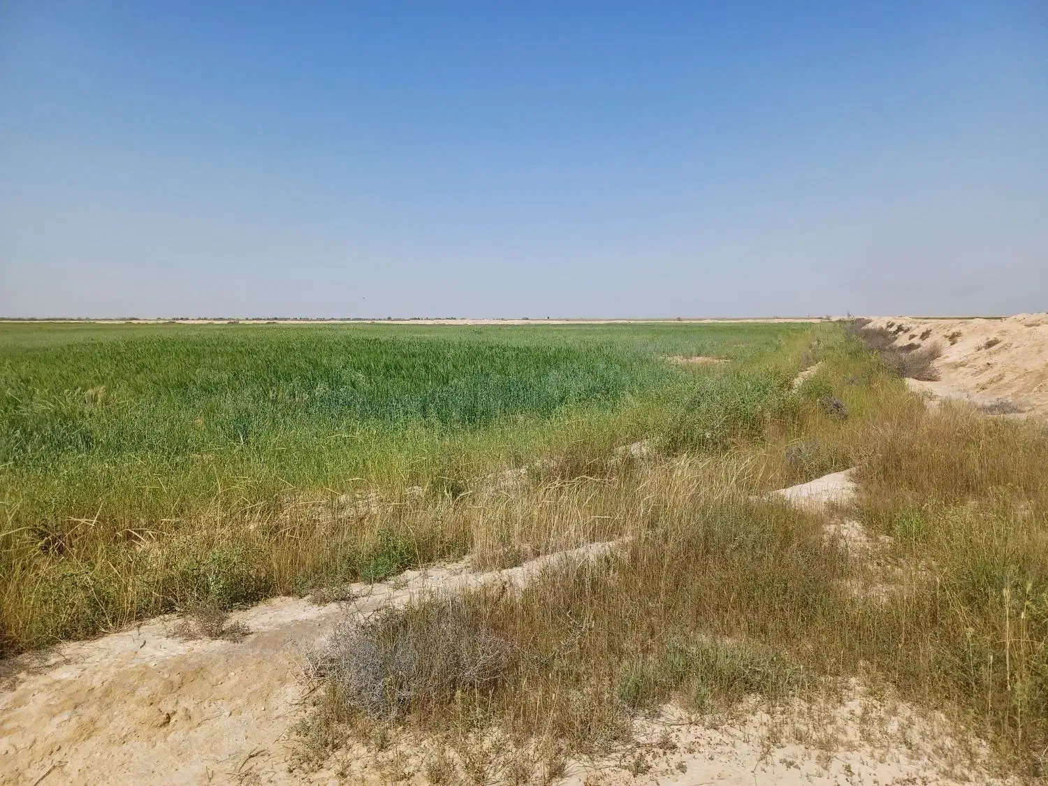 فروش زمین کشاورزی ۱۰ هکتاری آبی چهار فصل|فروش دفتر صنعتی، کشاورزی، تجاری|هندیجان, |دیوار