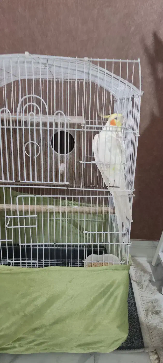 عروس هلندی|پرنده|آفتاب, |دیوار