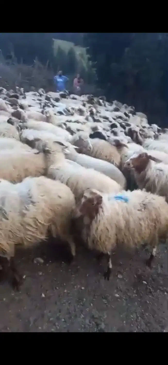 فروش گوسفند تالشی|حیوانات مزرعه|رشت, کوی فکوری|دیوار