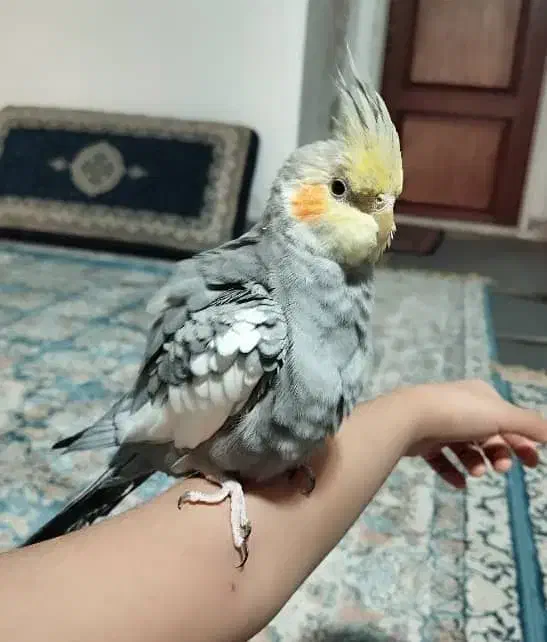 عروس هلندی خیلی دستی|پرنده|قم, باغ شازده|دیوار