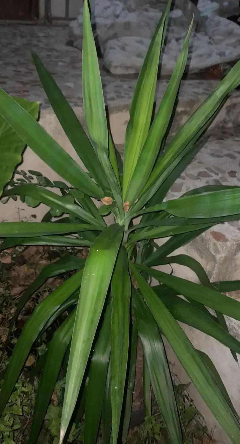 تعدادی گیاه یوگا و بابا آدم|گل و گیاه طبیعی|گتاب, |دیوار