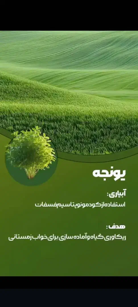 بذر یونجه|لوازم جانبی حیوانات|بهبهان, |دیوار