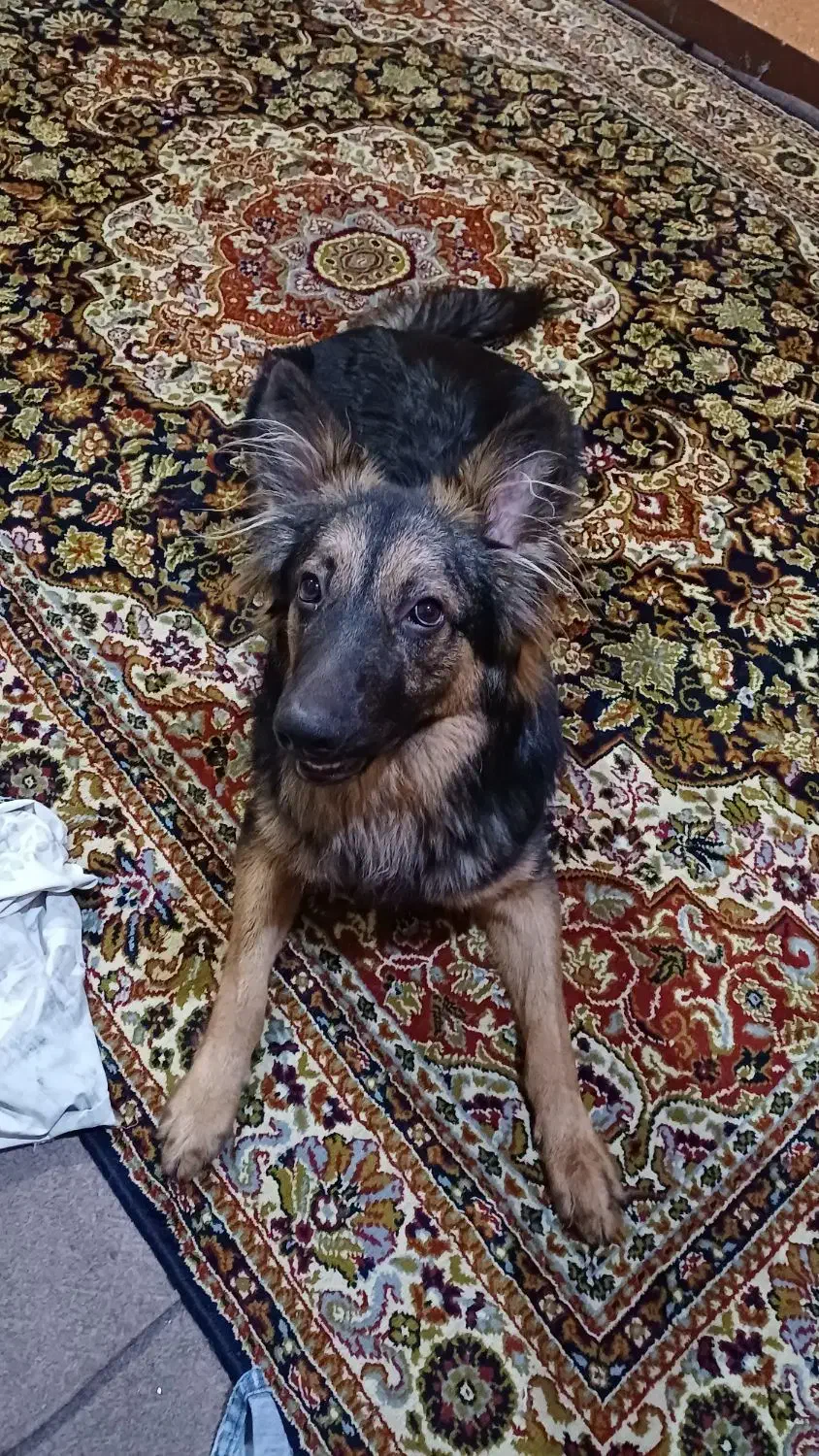 سگ ژرمن شیپرد ۹ ماهه|سگ|اهواز, منبع اب|دیوار