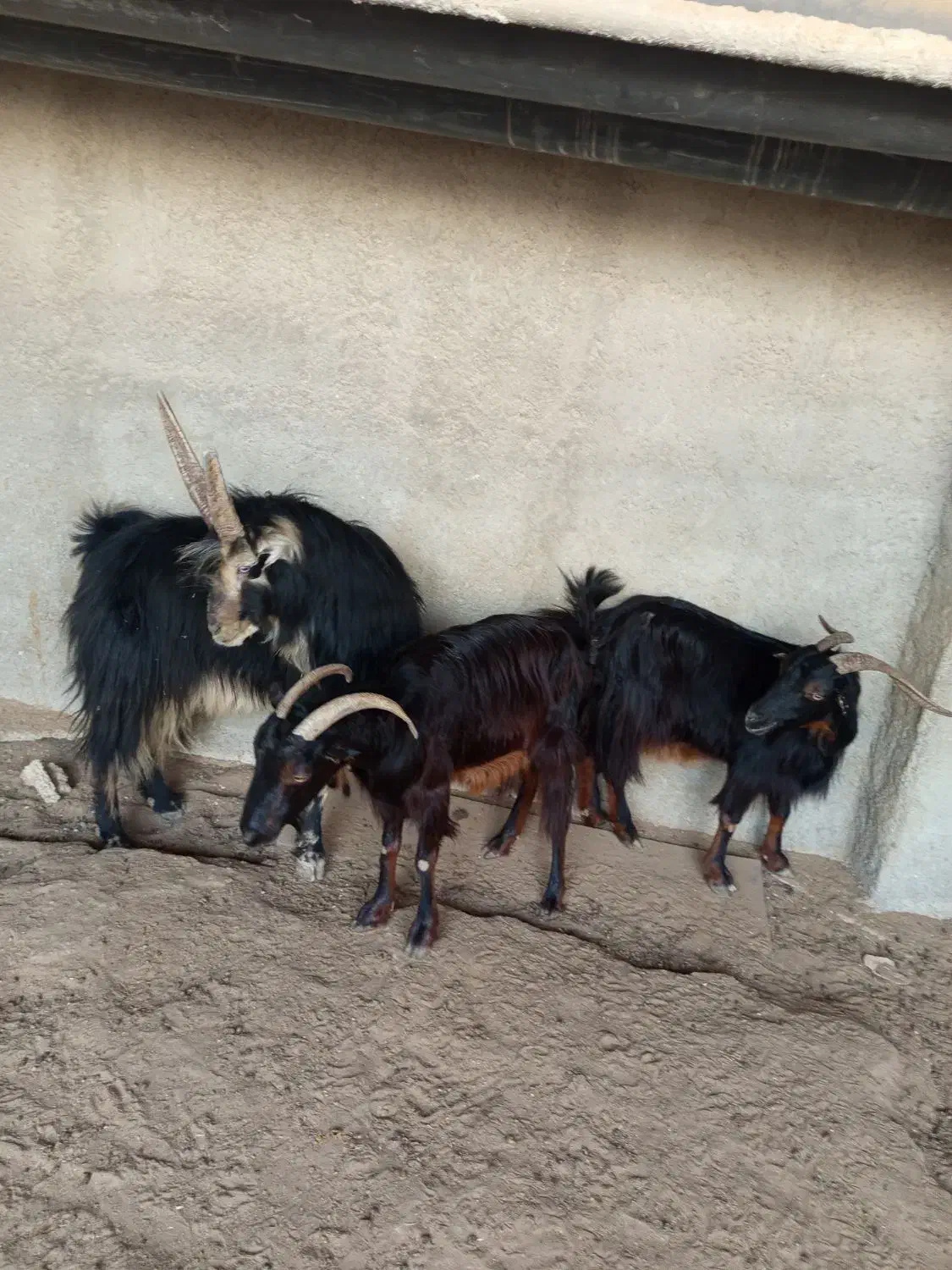 دوتا بز ،با یک پازن|حیوانات مزرعه|برازجان, |دیوار