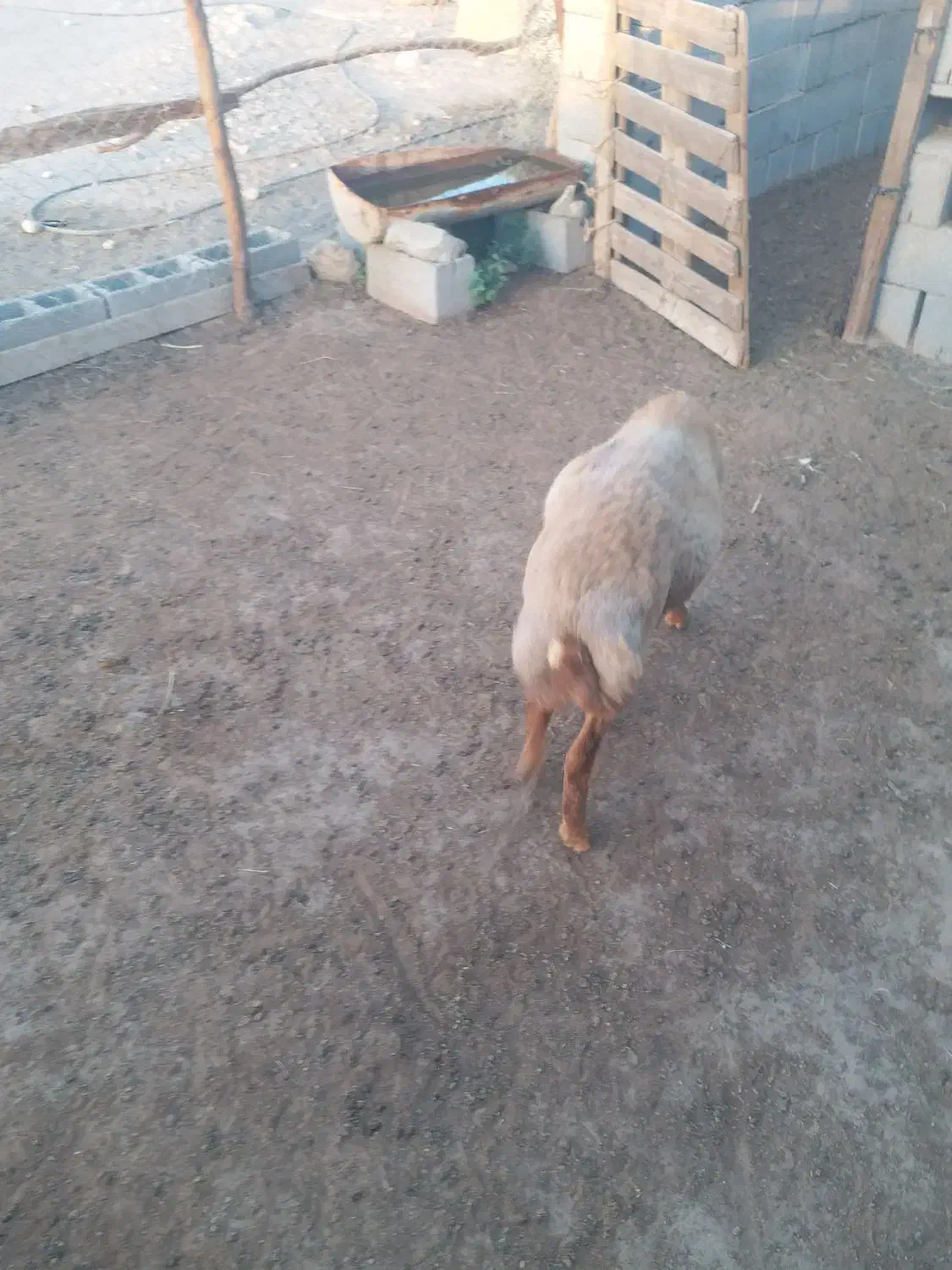 بره نر|حیوانات مزرعه|تخت, |دیوار