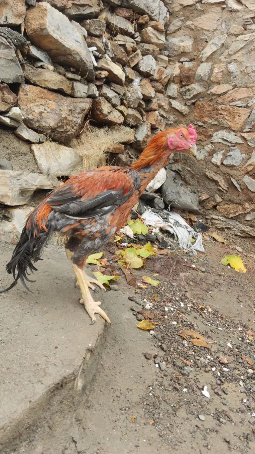 مرغ و خروس لاری|حیوانات مزرعه|پاوه, |دیوار
