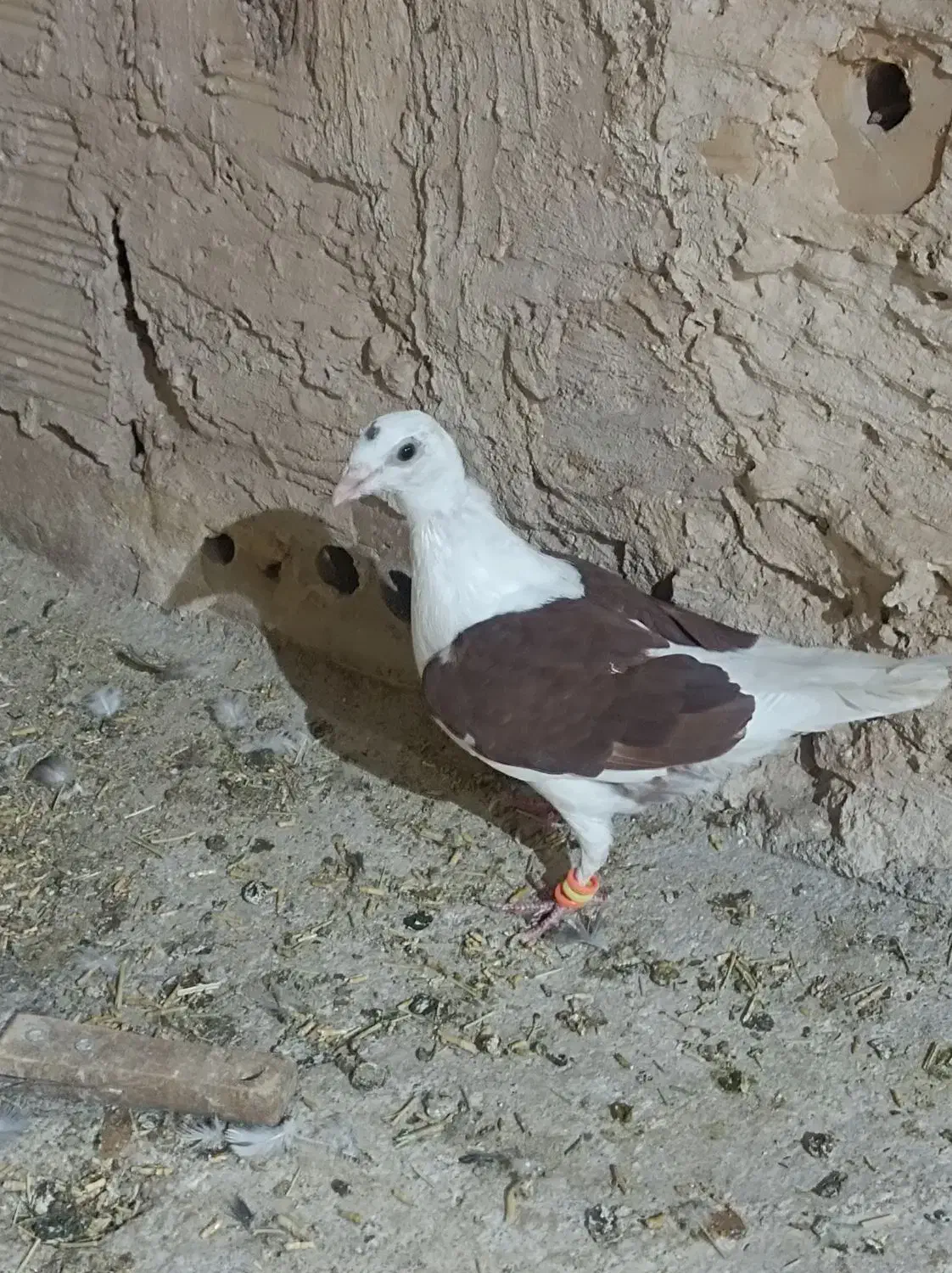 گراف|پرنده|تربت جام, میان جام|دیوار