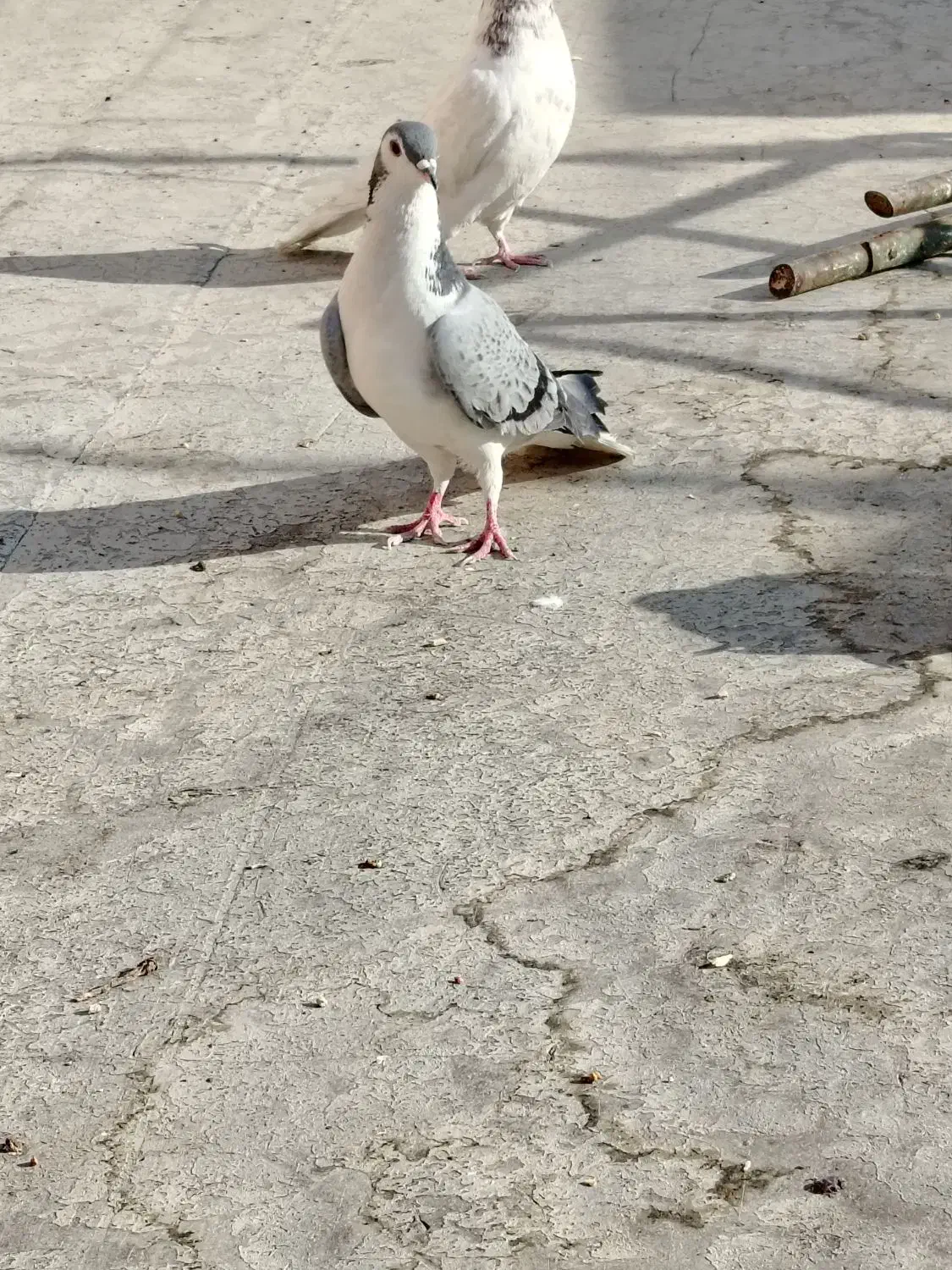 دمگیر|پرنده|اصفهان, شاهد|دیوار