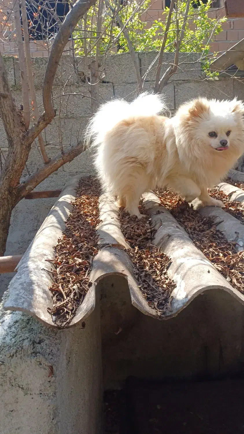 پامرانین خرسی عروسکی|سگ|ساری, |دیوار