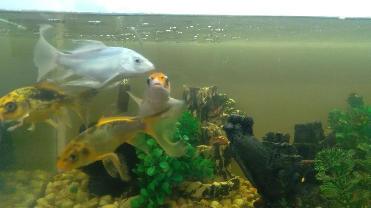 ماهی کوی باله بلند سالم|ماهی|مشهد, رباط طرق|دیوار