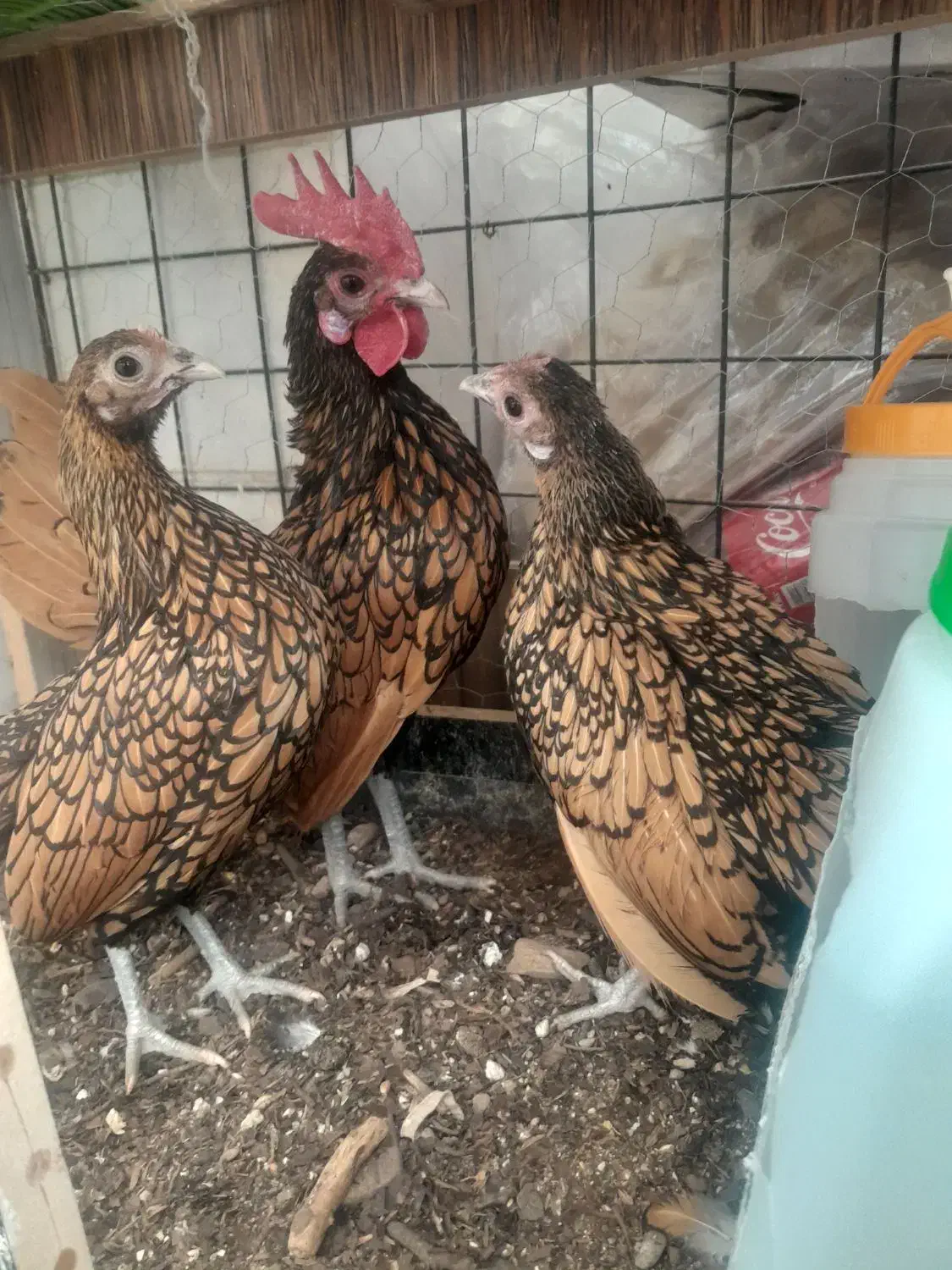 یک ست سبرایت گلد|حیوانات مزرعه|اصفهان, باغ زرشک|دیوار