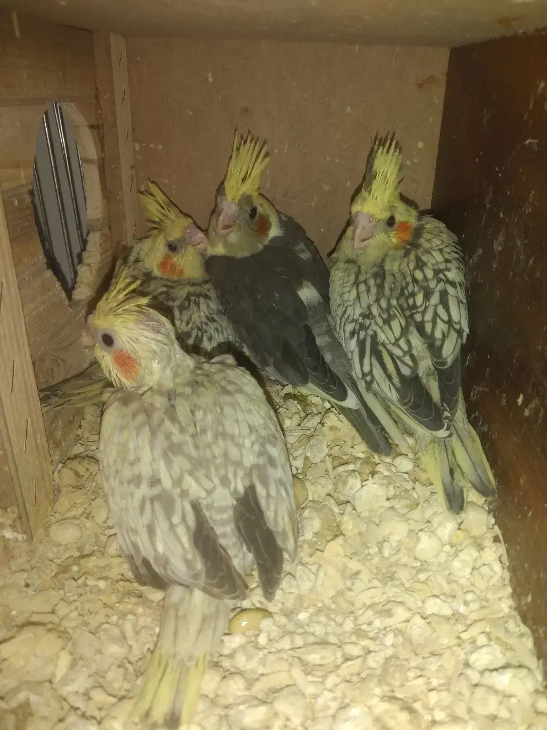 عروس هلندی یک ماه|پرنده|سروآباد, |دیوار