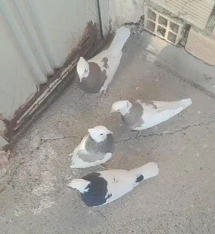 طوقی|پرنده|خمینی‌شهر, |دیوار