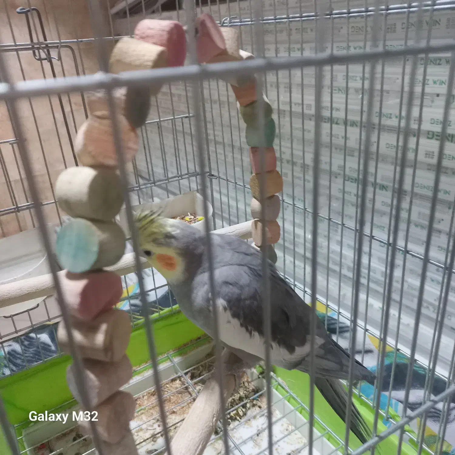 فروشی عروس|پرنده|تهران, افسریه جنوبی|دیوار