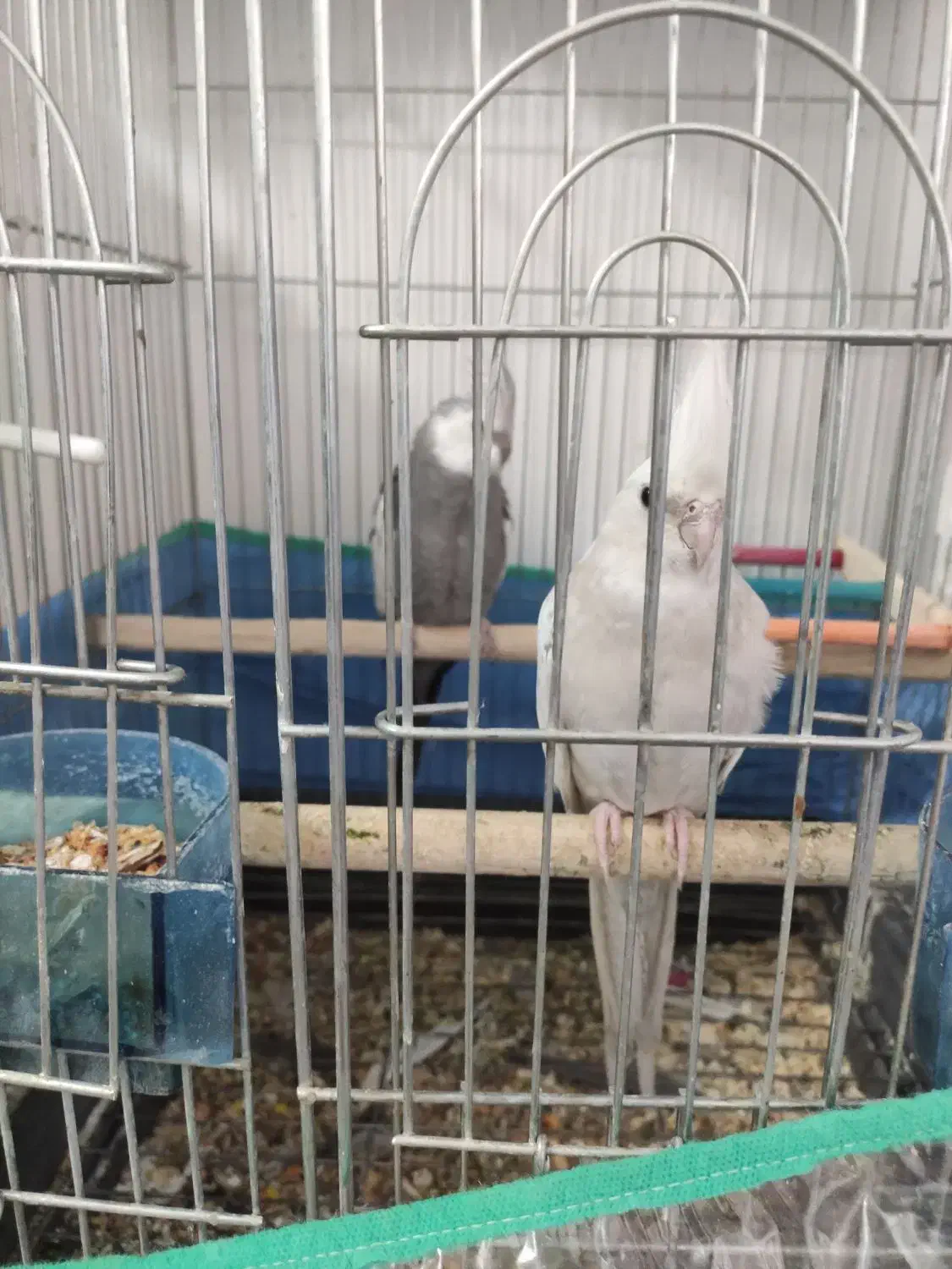 فروش عروس هلندی|پرنده|سنندج, |دیوار