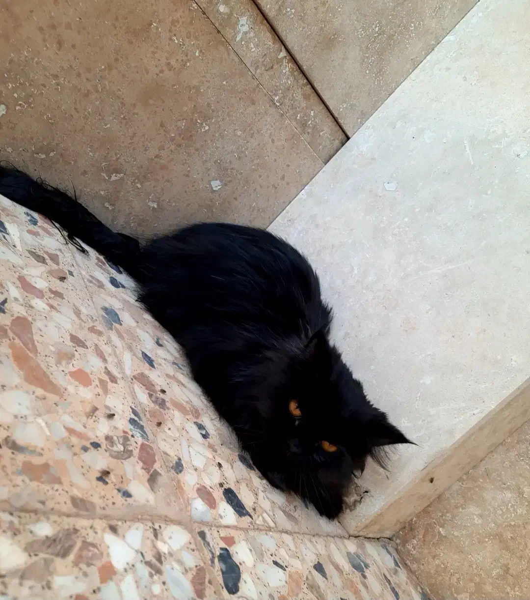 گربه پرشین|گربه|بادرود, |دیوار