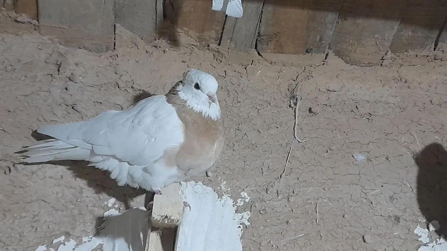 کفتر بهبانی سه تا ش باهم میدم دوتومن|پرنده|ارژن, |دیوار