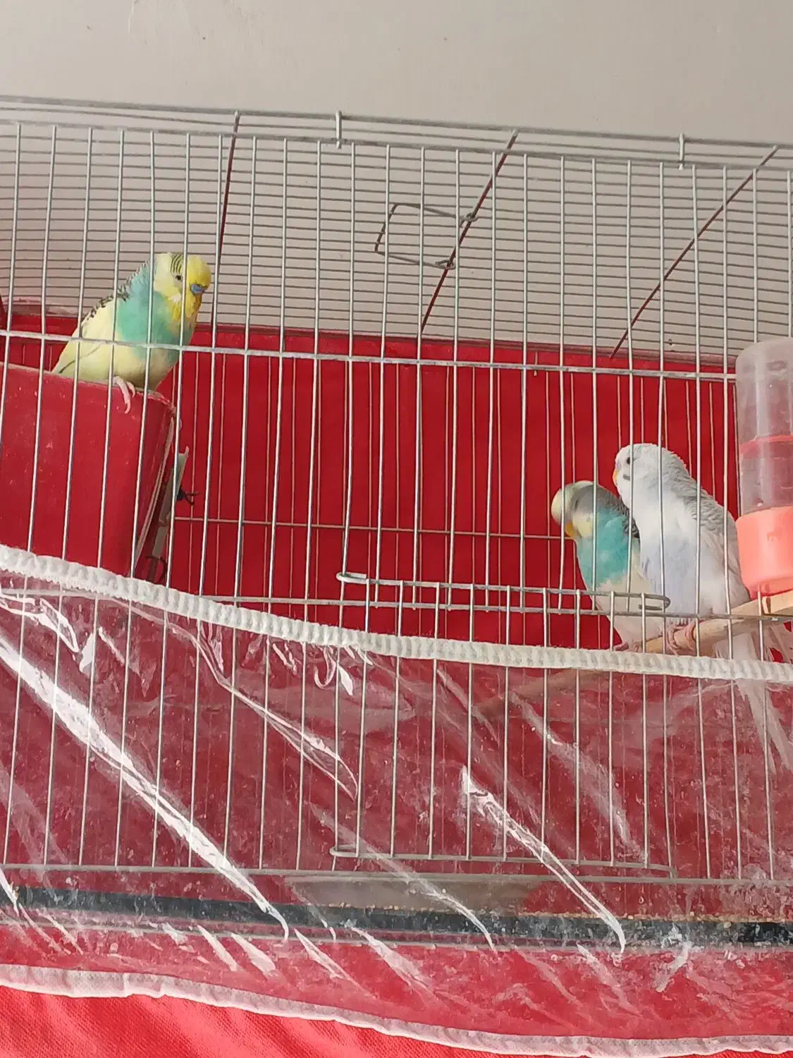 پرنده|پرنده|سبزوار, طبرسی (جعفرآباد)|دیوار