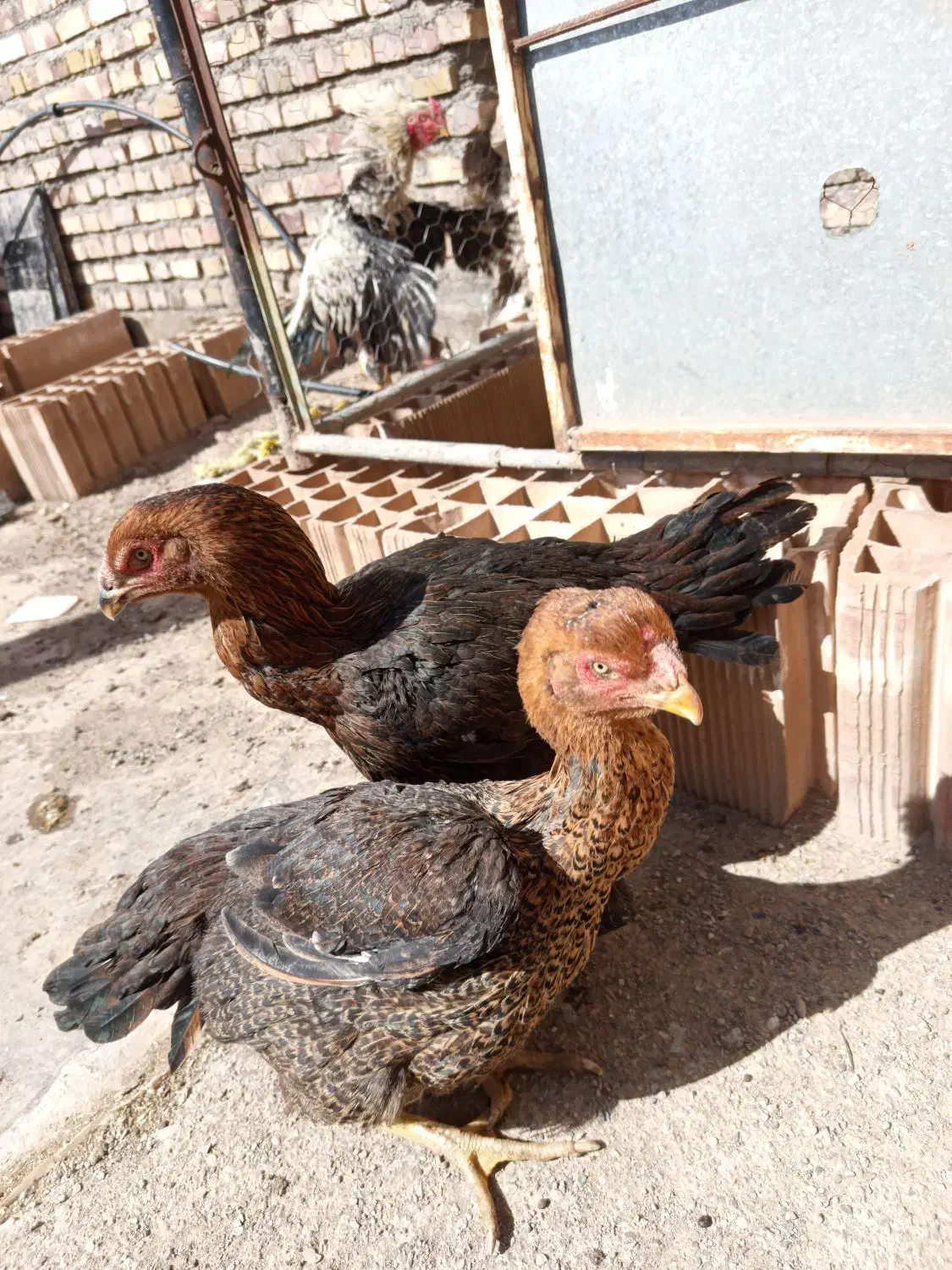 مرغ لاری دانگ بالا|حیوانات مزرعه|تربت جام, بوستان وحدت|دیوار