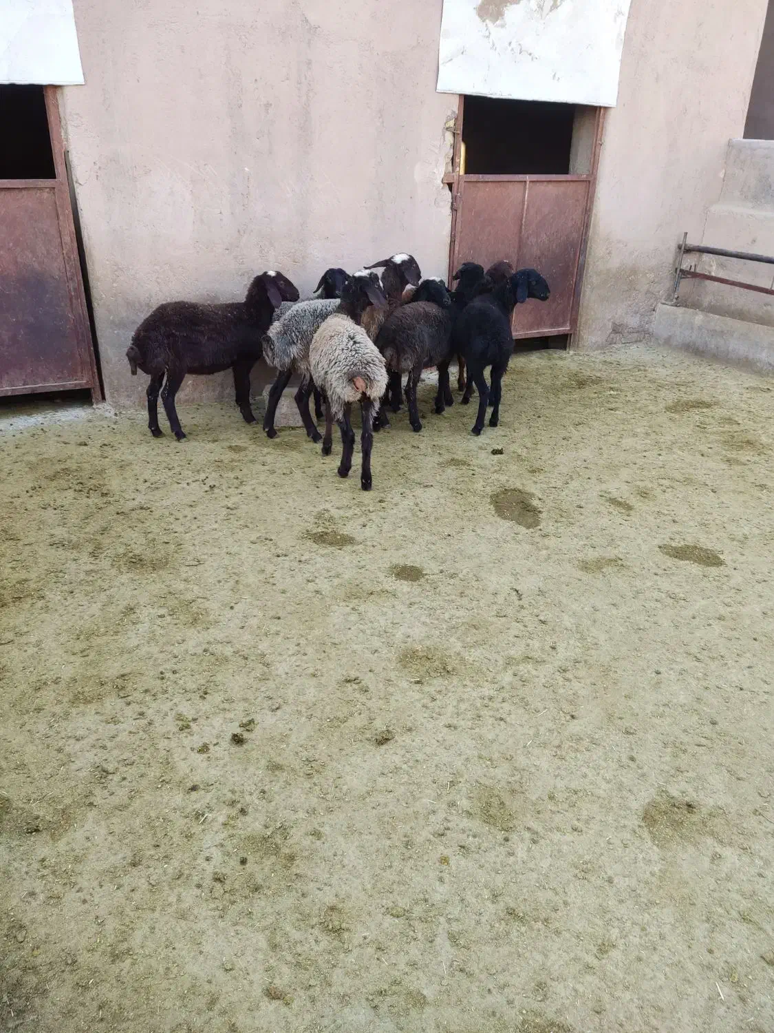 بره ماده مهربان وشالی وافشار|حیوانات مزرعه|سلفچگان, |دیوار