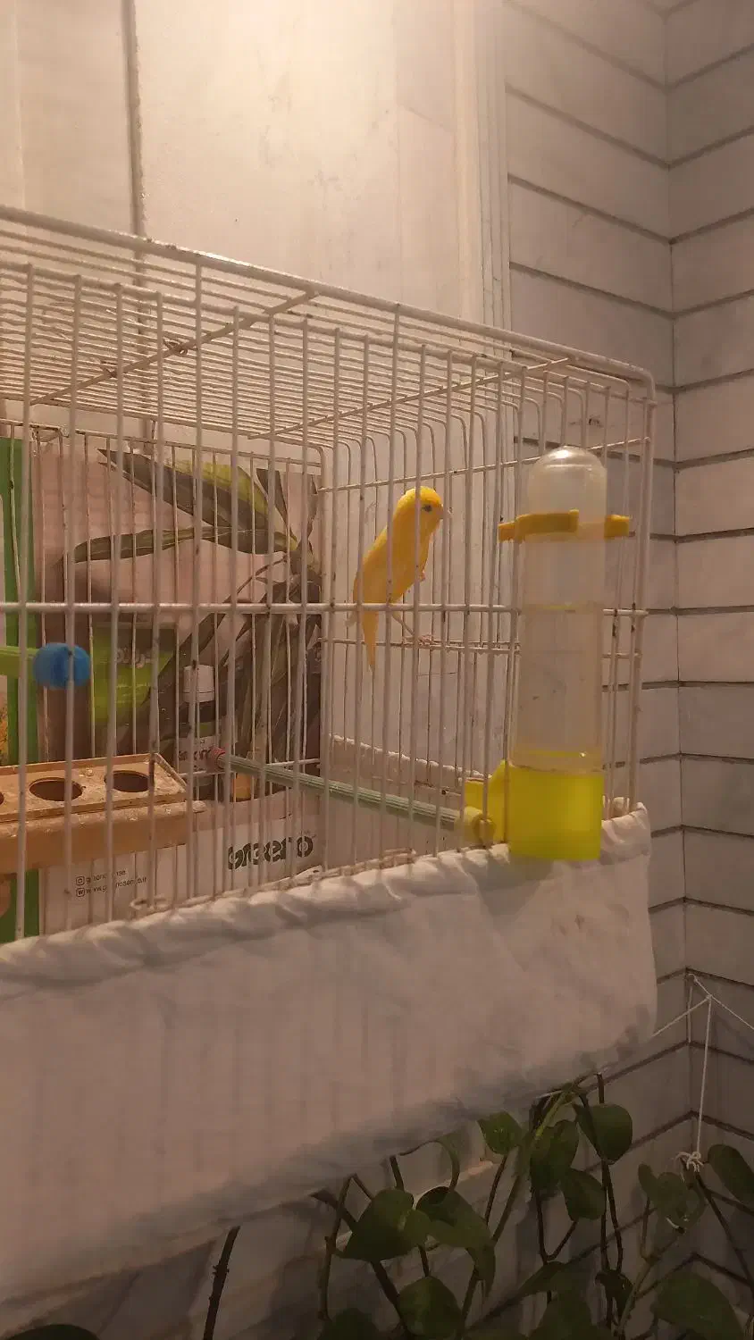 قناری (یک جفت) بخون و آماده|پرنده|کاشان, فین بزرگ|دیوار