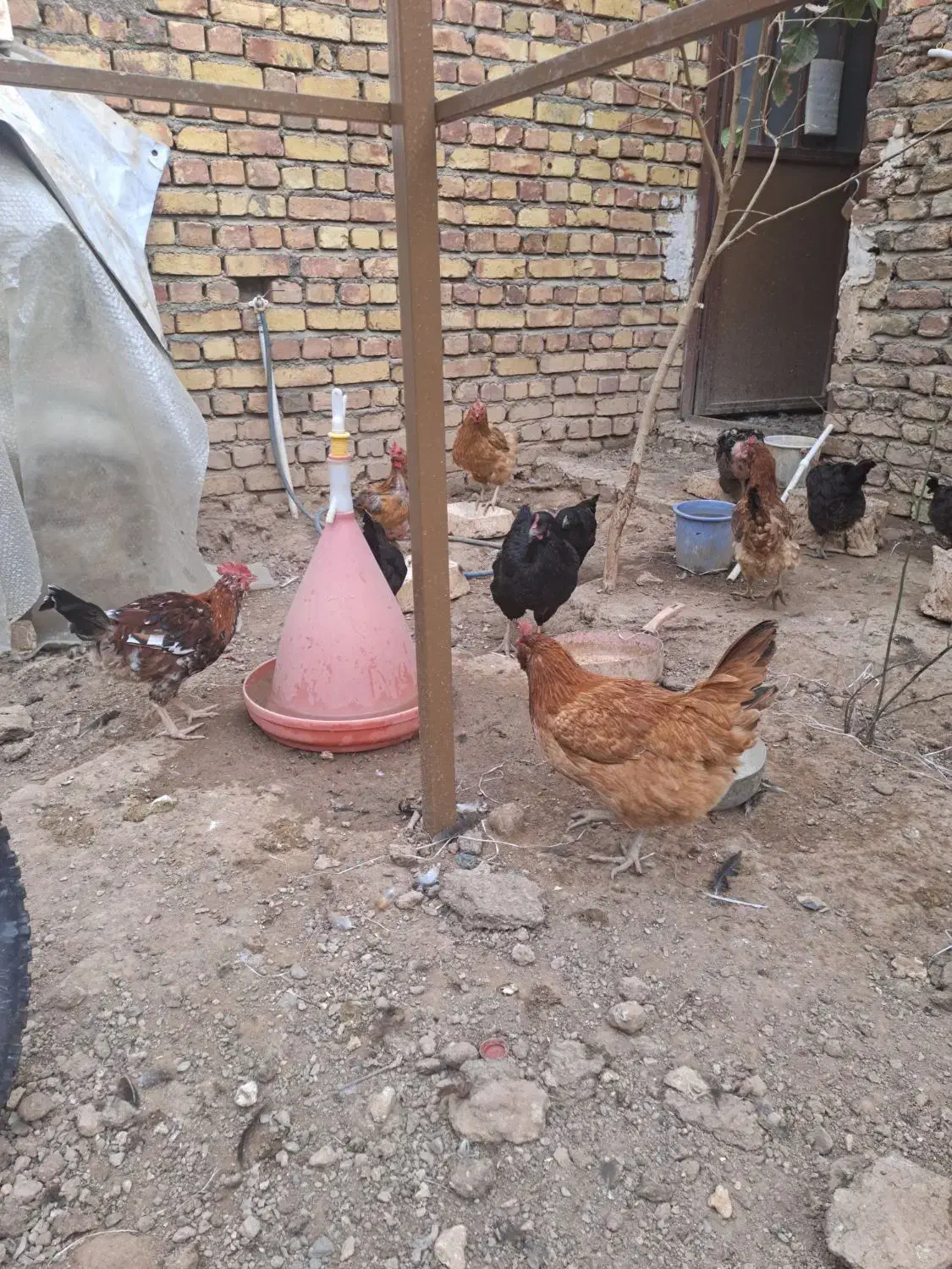 فروش مرغ و خروس نژاد گلین|حیوانات مزرعه|زرندیه, |دیوار