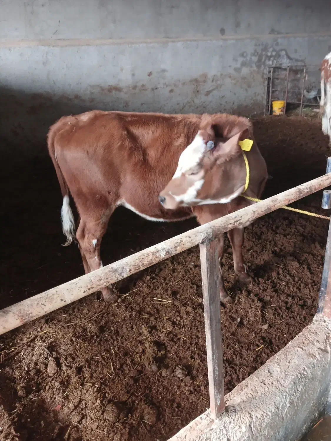 گوساله ماده|حیوانات مزرعه|تاکستان, |دیوار