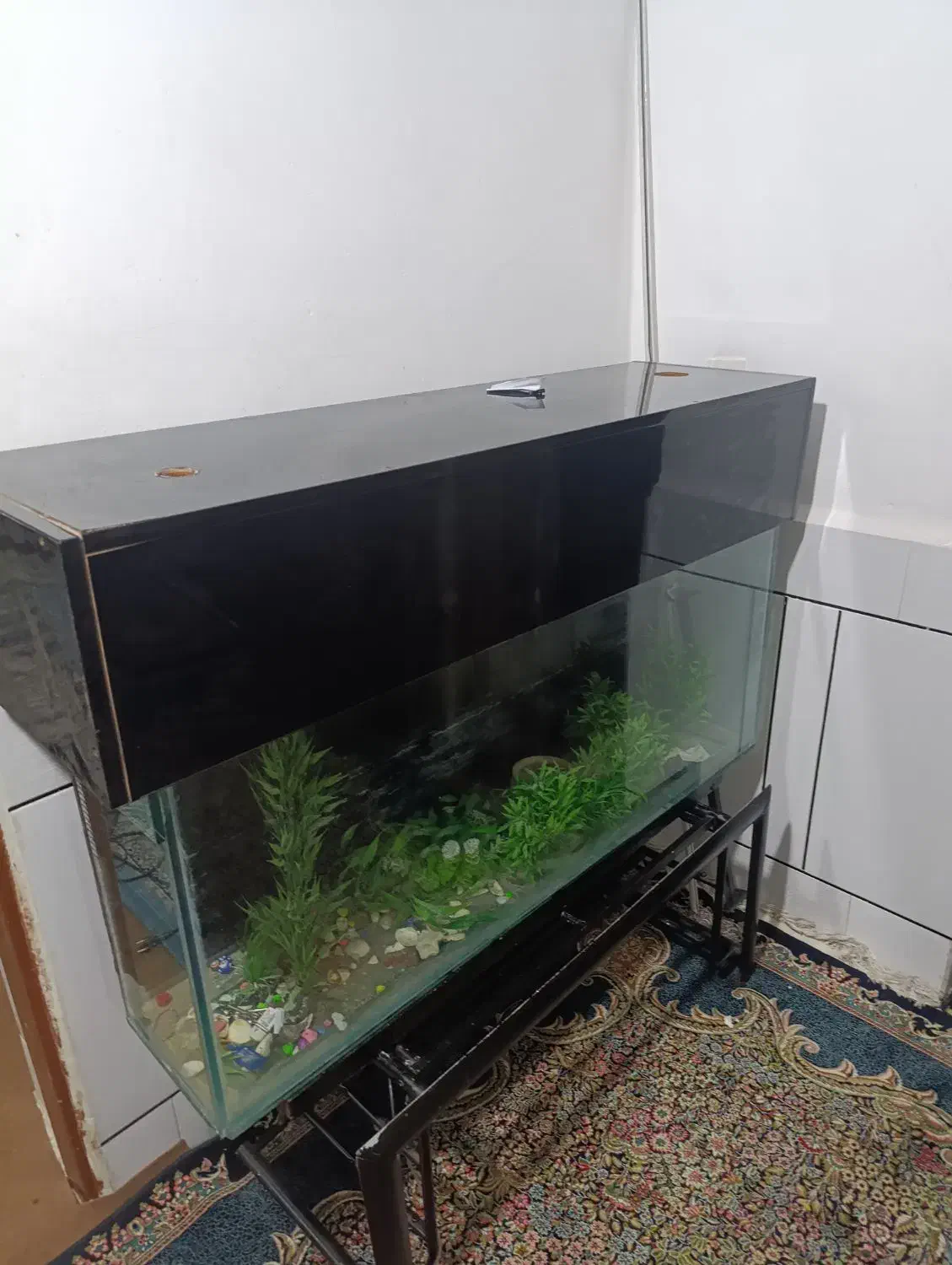 اکواریوم|ماهی|اندیمشک, |دیوار