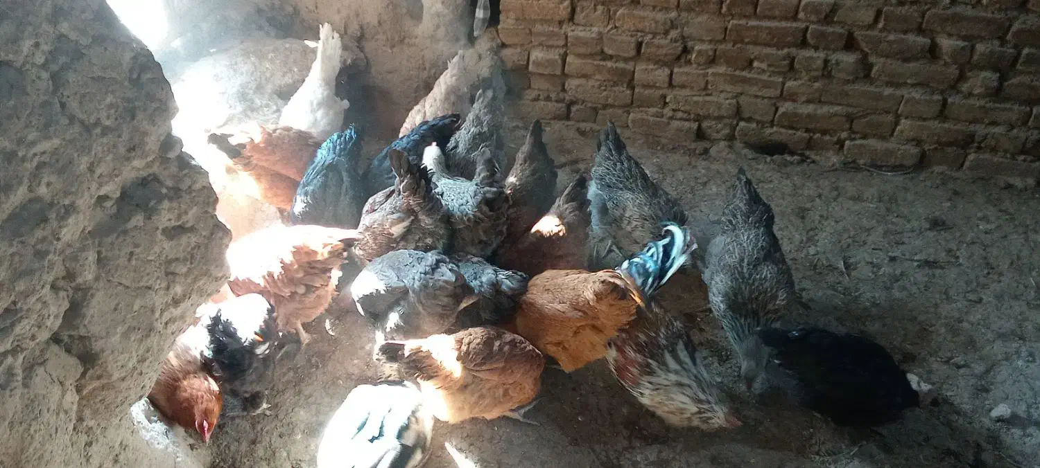 باسلام بیستا مرغ و خروس یکساله تخمی|حیوانات مزرعه|تربتحیدریه, پائین ولایت|دیوار