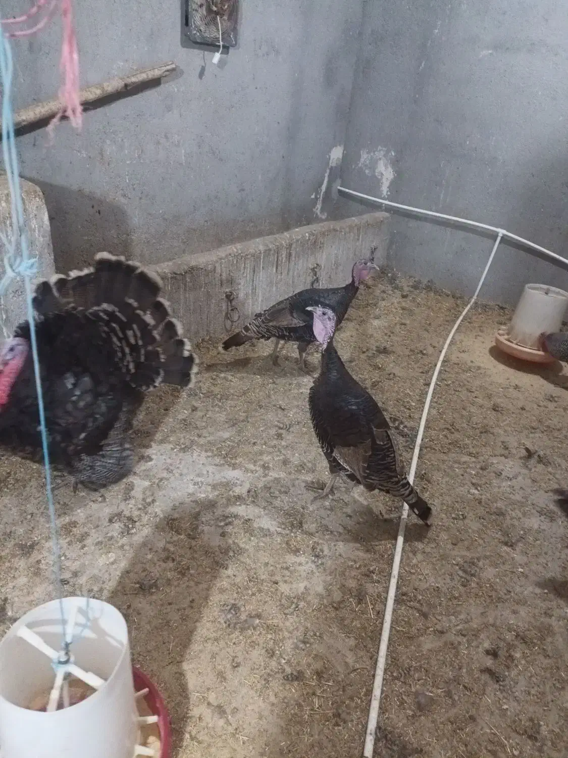 بوغلمون جوان امسالی|حیوانات مزرعه|اردبیل, |دیوار