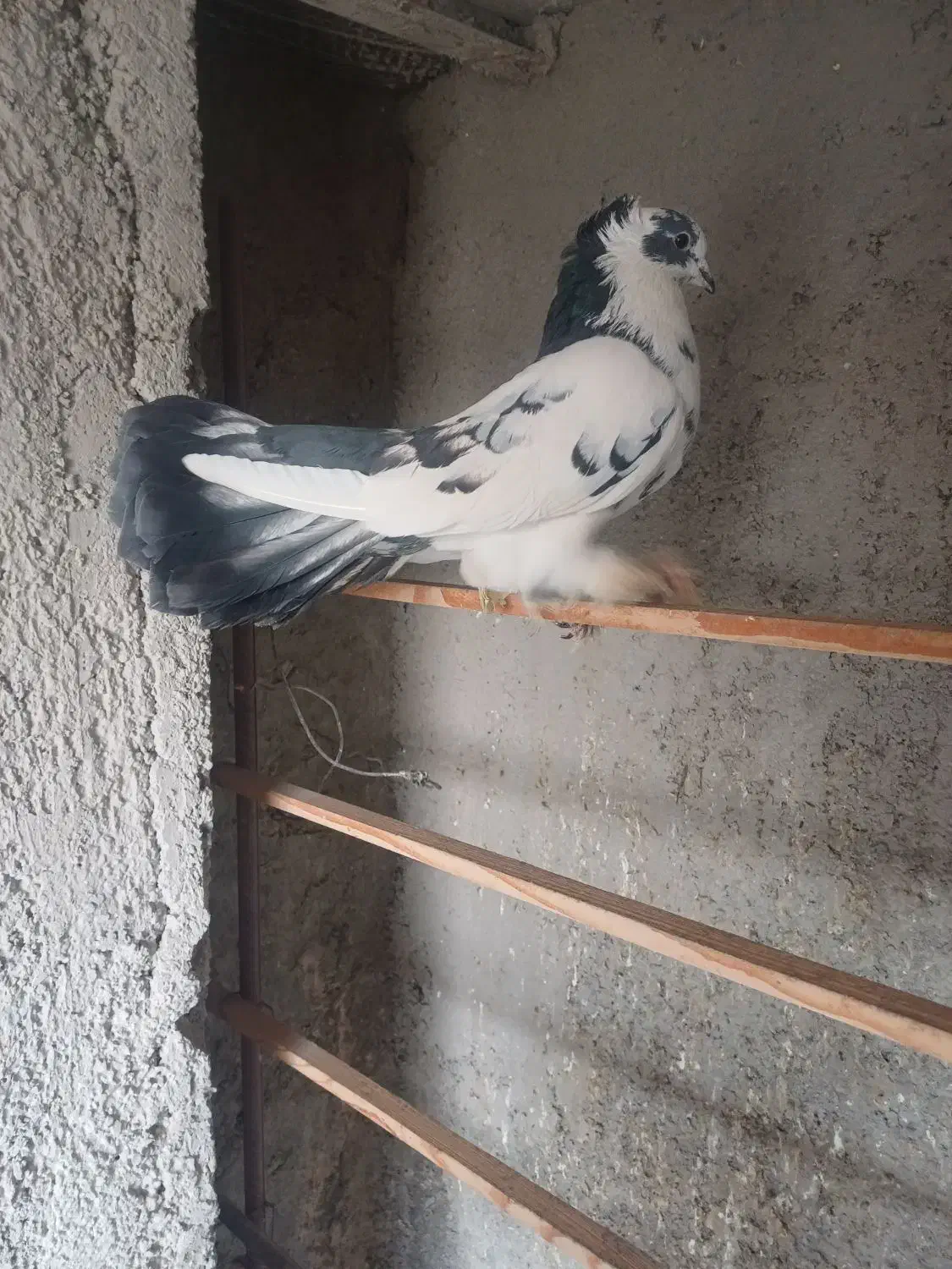 کبوترامریکای|پرنده|بهارستان, |دیوار