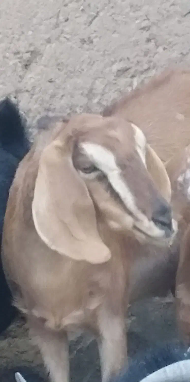 12000000|حیوانات مزرعه|مود, |دیوار