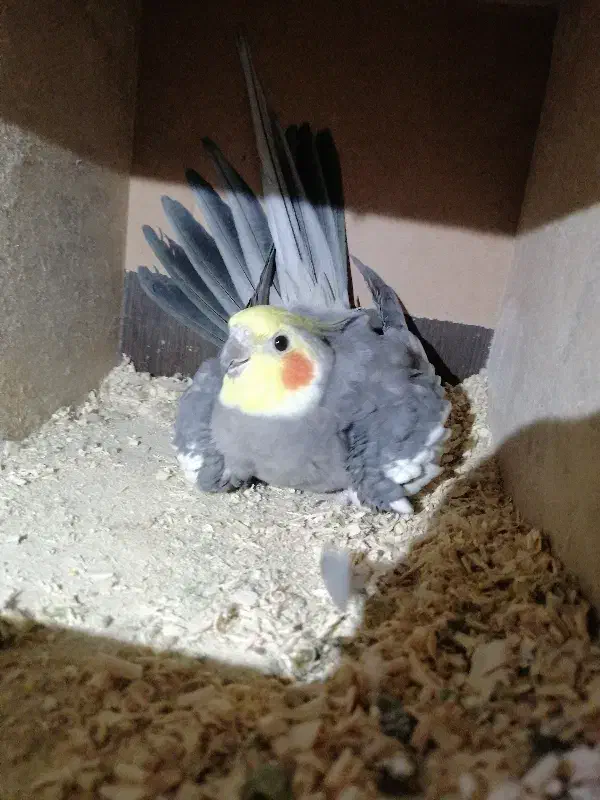 عروس هلندی|پرنده|فاضل آباد, |دیوار