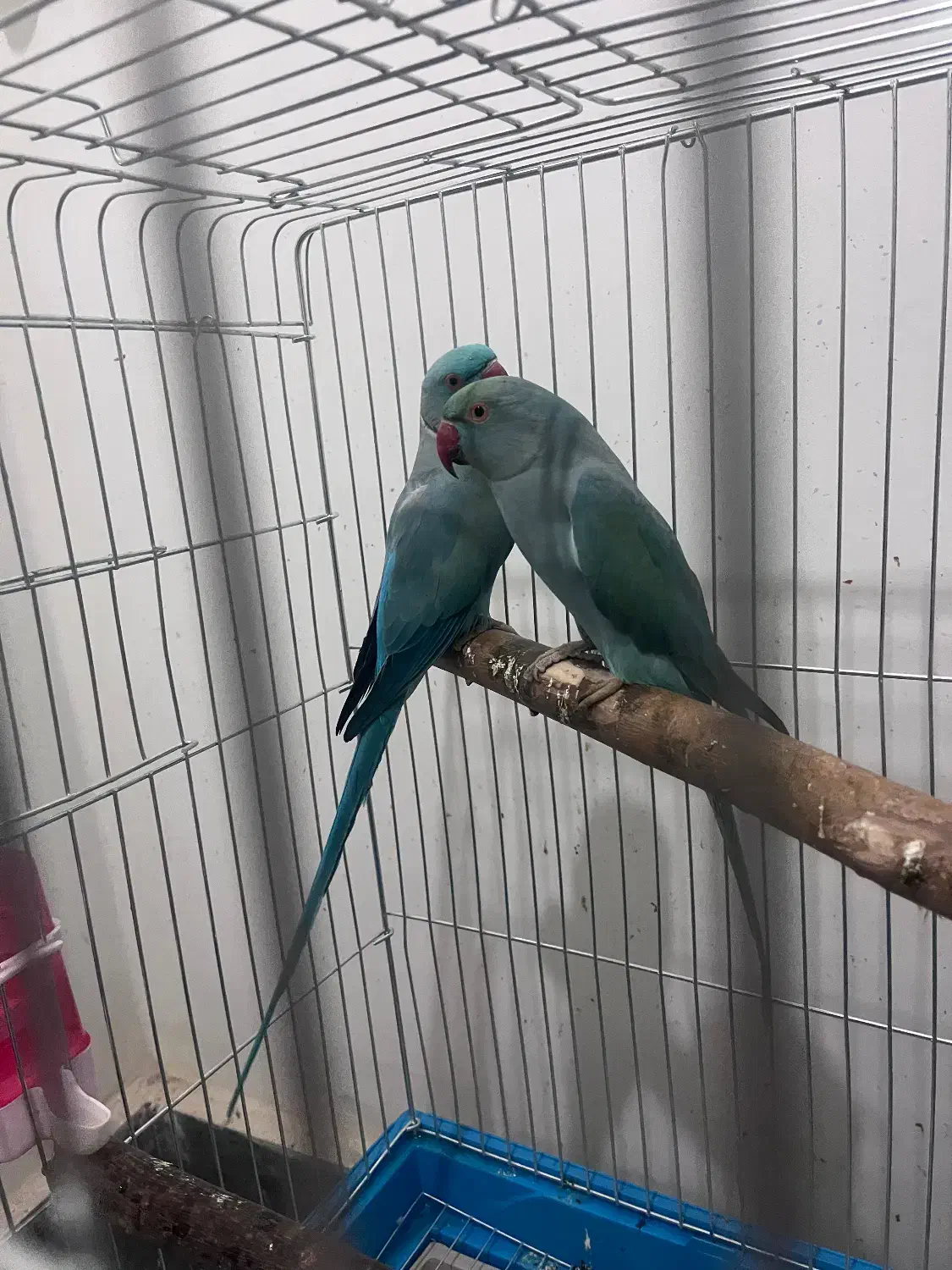 جفت طوطی ملنگو آبی مولد|پرنده|شیراز, منطقه هوایی شهید دوران|دیوار