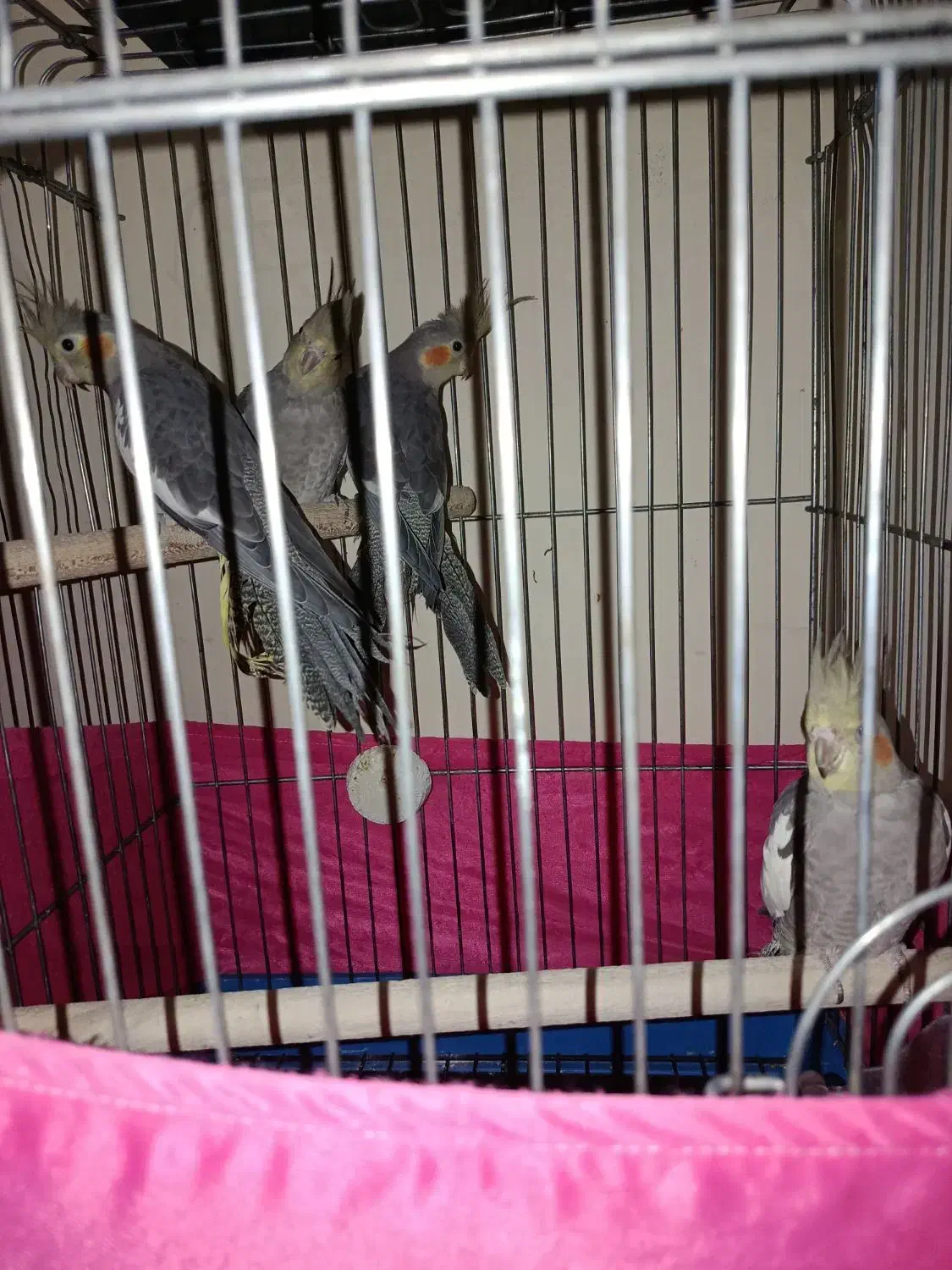 4عدد عروس همراه با قفس|پرنده|اندیشه, اندیشه فاز ۱|دیوار