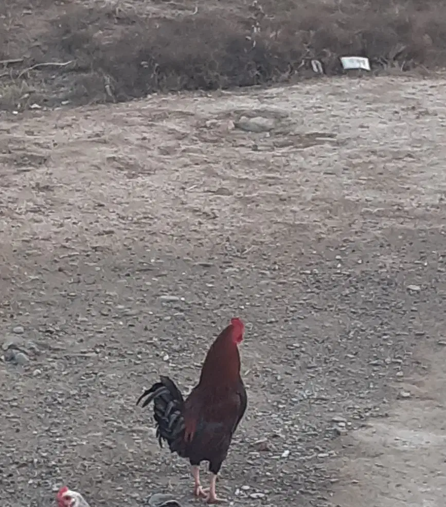 فروش 3عدد خروس چهل تاچ محلی|حیوانات مزرعه|گمیشان, |دیوار