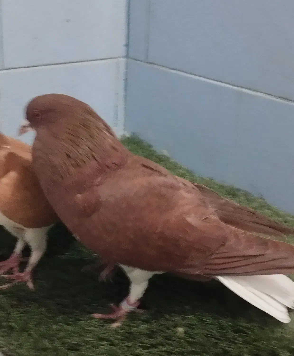 کبوتر شهری|پرنده|مرودشت, ثبت احوال|دیوار