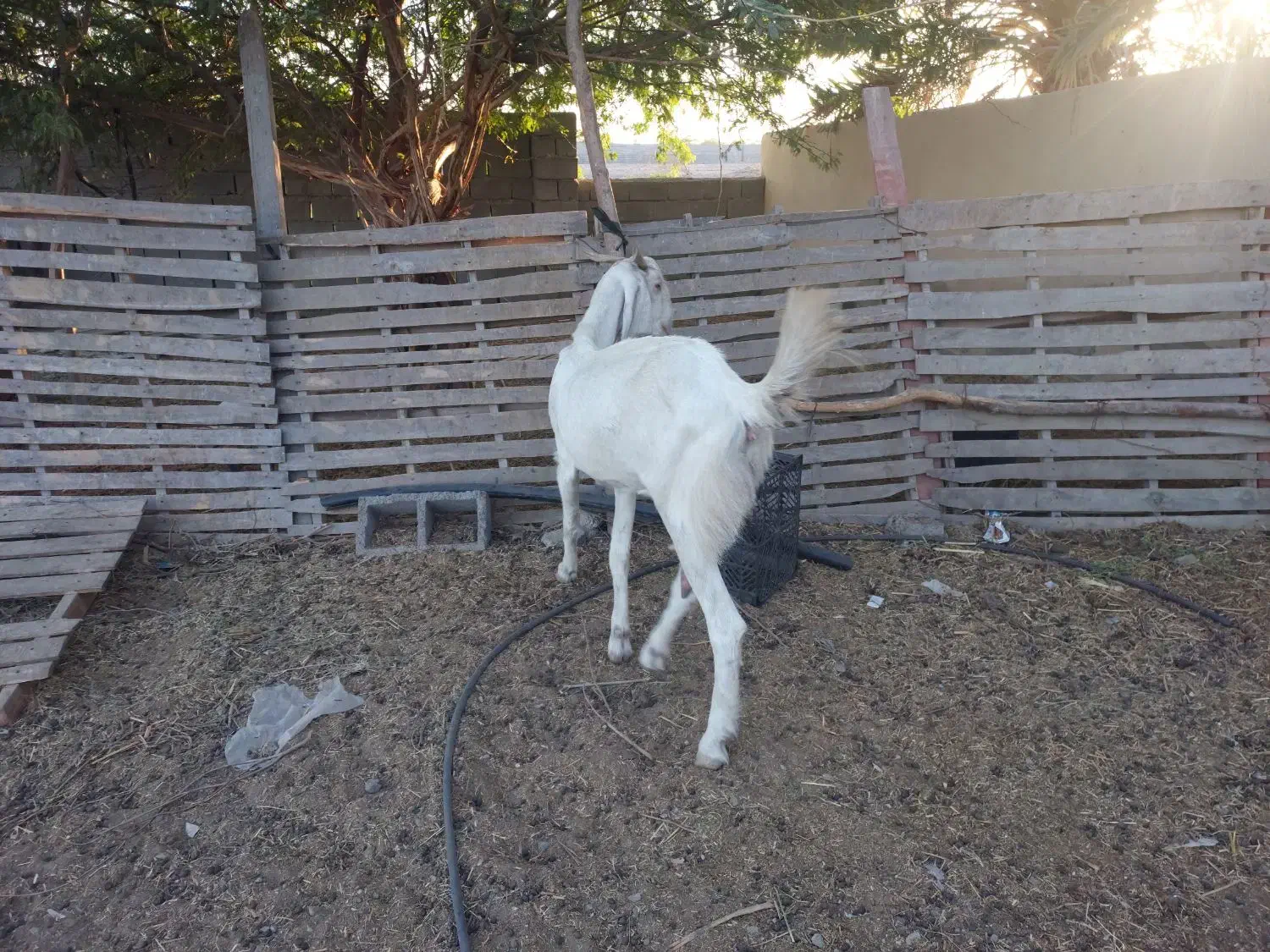 بزها ی پاکستانی اصل دار|حیوانات مزرعه|کنارک, |دیوار