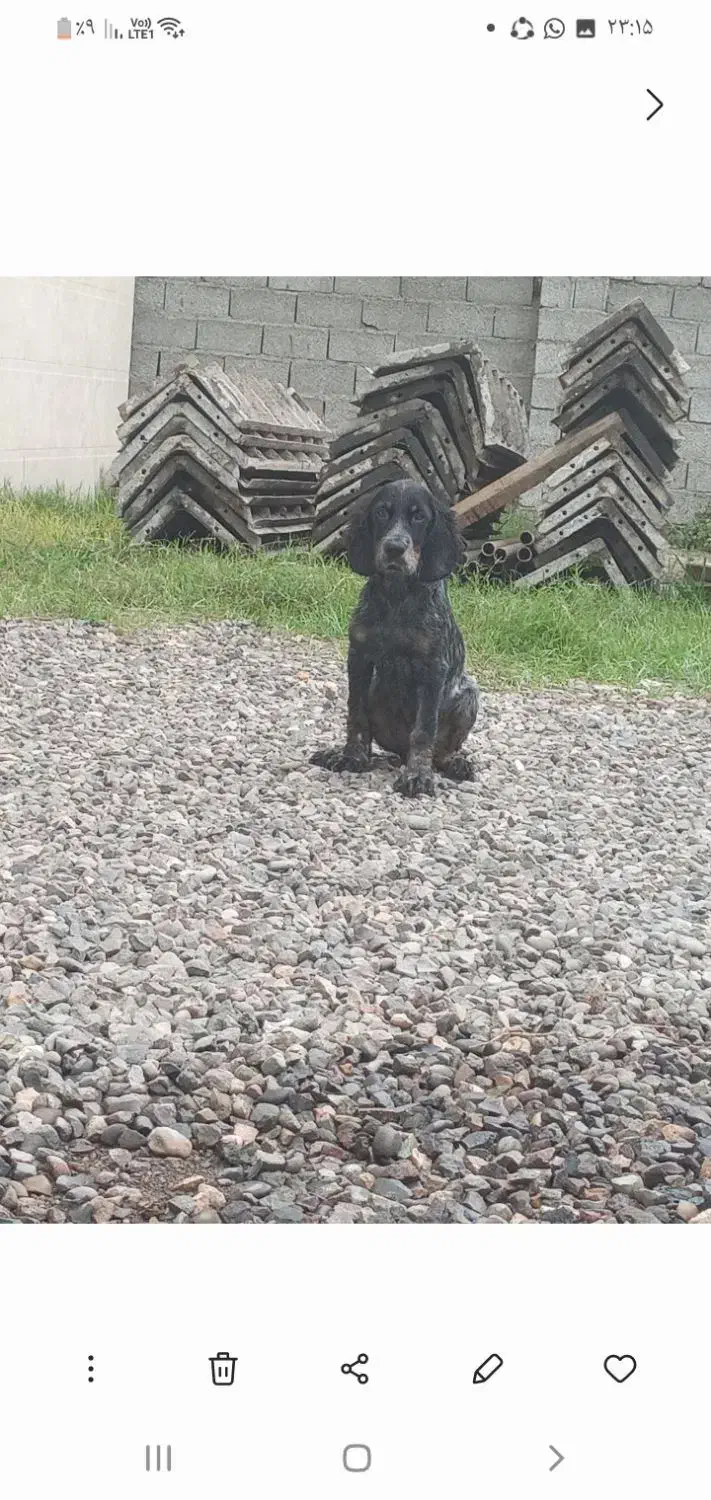 سگ شکاری سیتر فرانسه آموزش دیده چهارماه نر|سگ|رشت, حومه رشت|دیوار