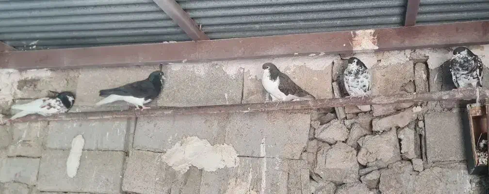 فروش کبوتر رنگی|پرنده|کوهمره, |دیوار