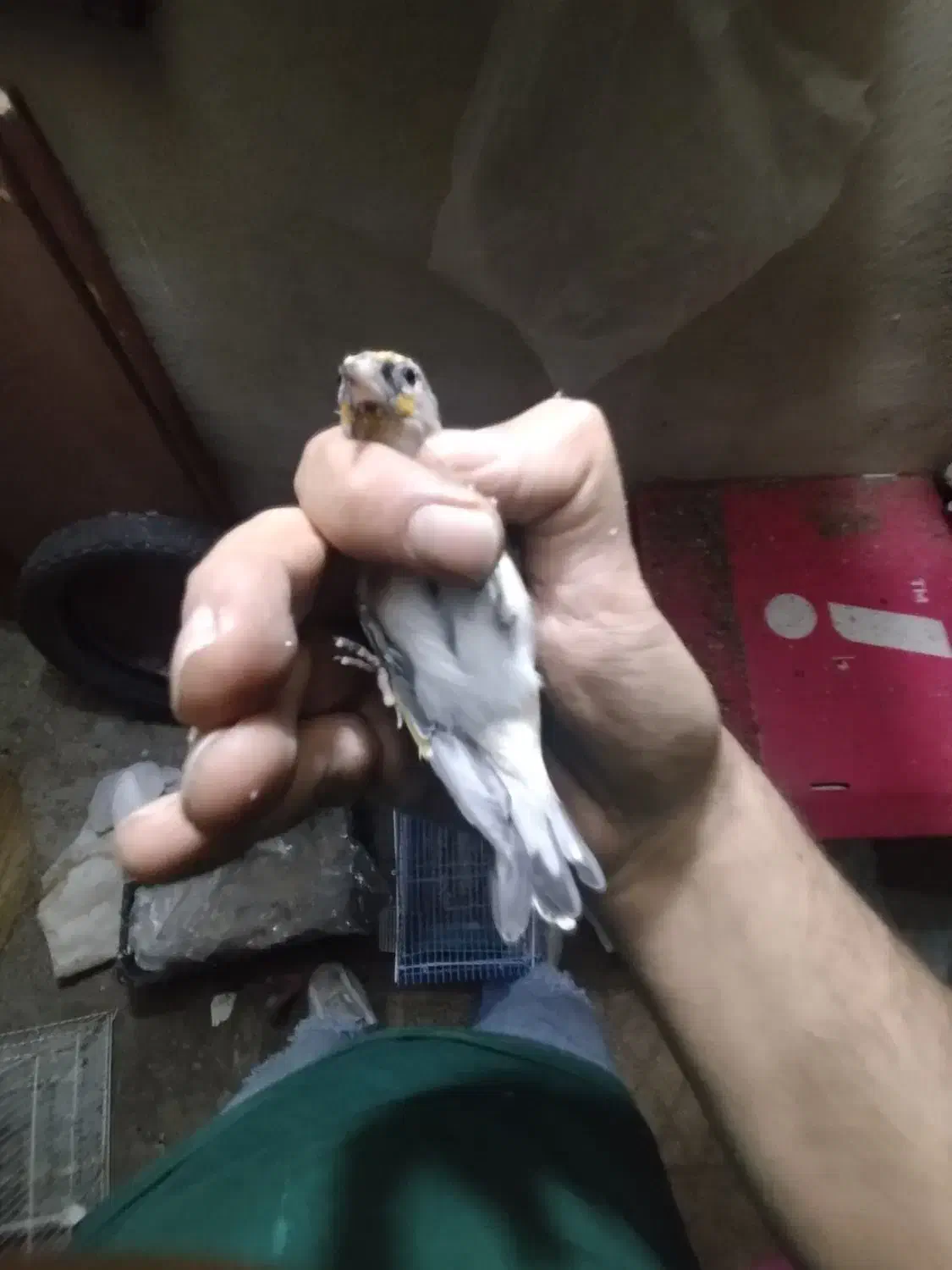 سهره ماده جوجه قفس داغسر|پرنده|تهران, اتابک|دیوار